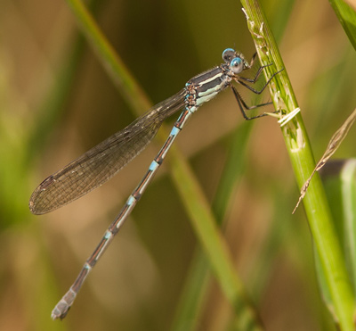 Austrolestes leda